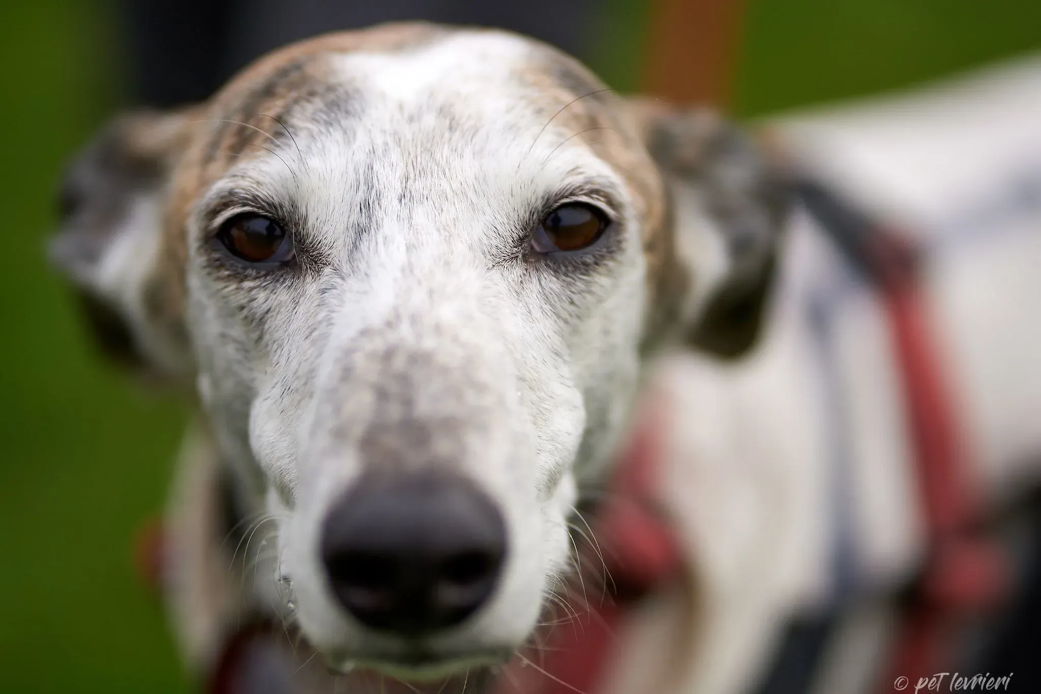 Betty Boop e Maya Sister galgo Adozione levrieri coppia foster 17