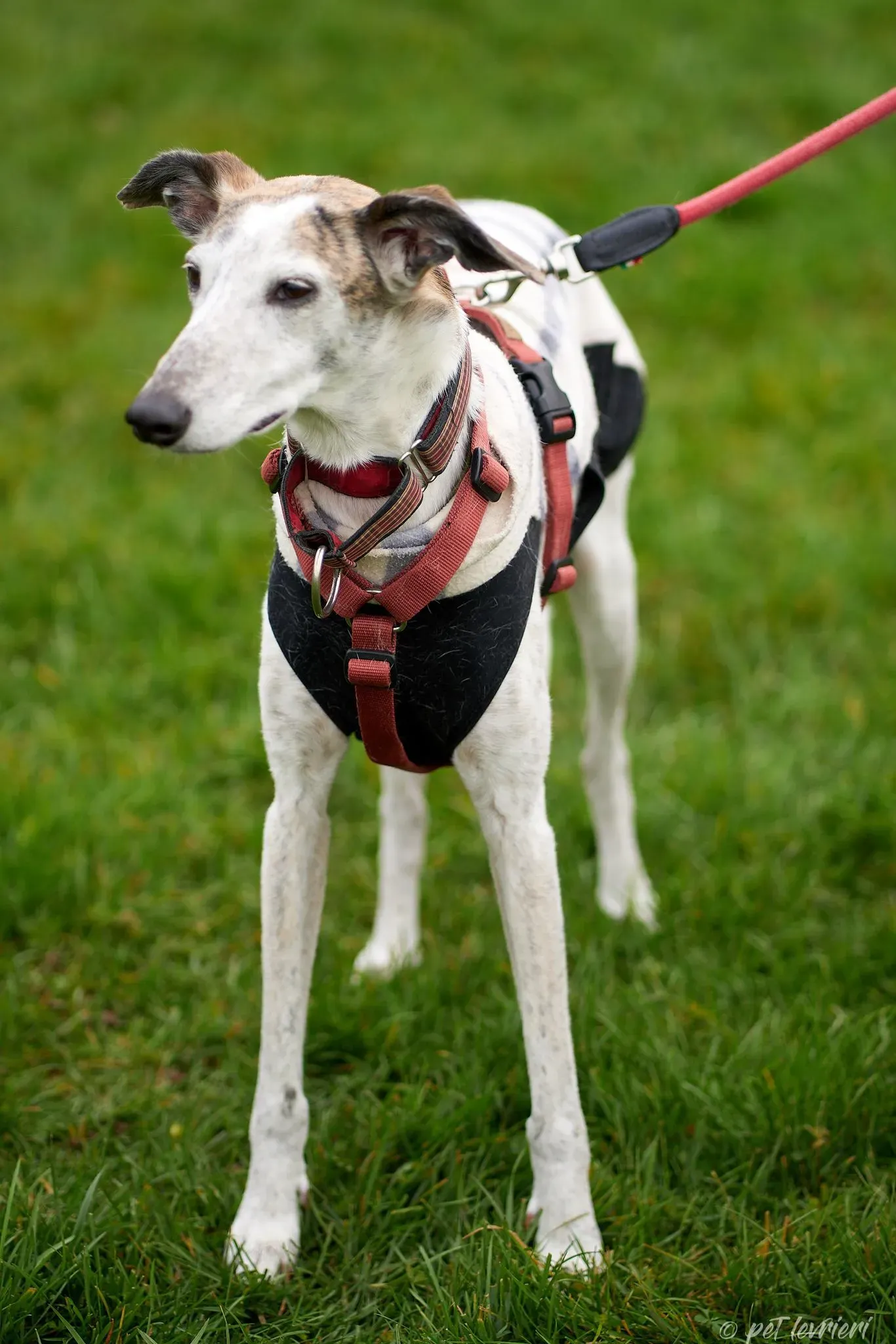 Betty Boop e Maya Sister galgo Adozione levrieri coppia foster 18