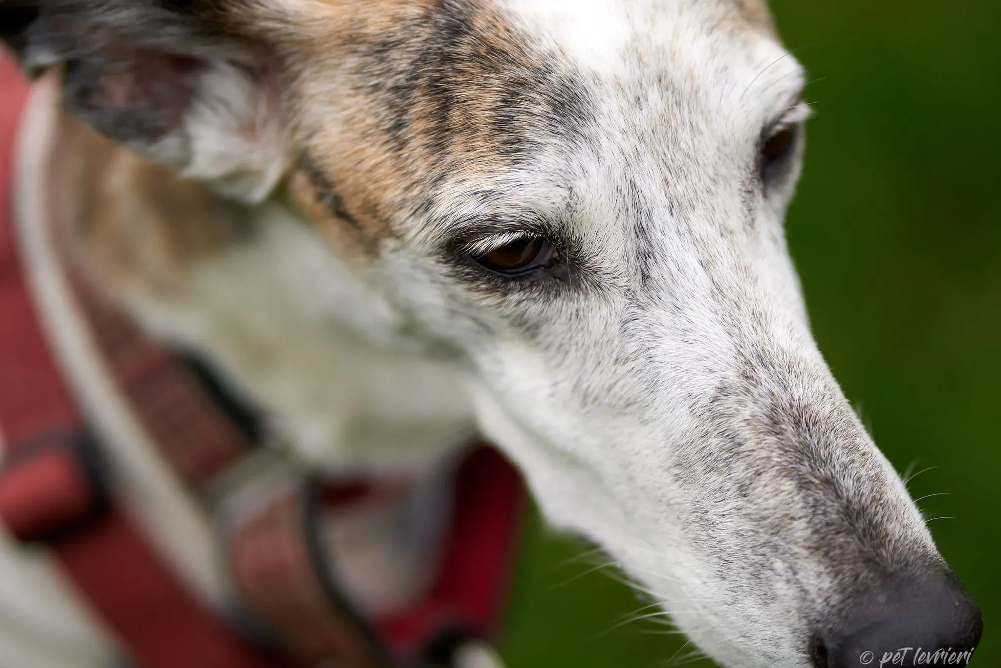 Betty Boop e Maya Sister galgo Adozione levrieri coppia foster 19