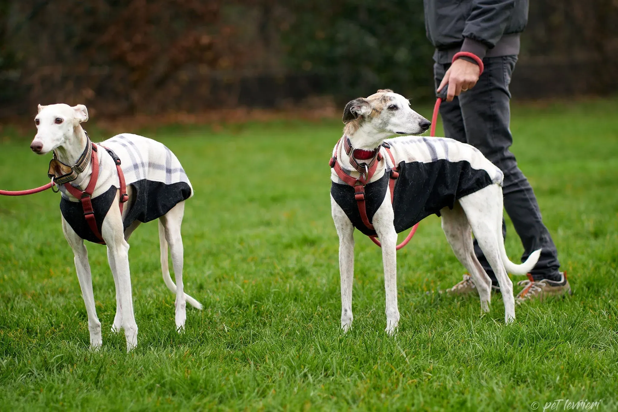 Betty Boop e Maya Sister galgo Adozione levrieri coppia foster 2