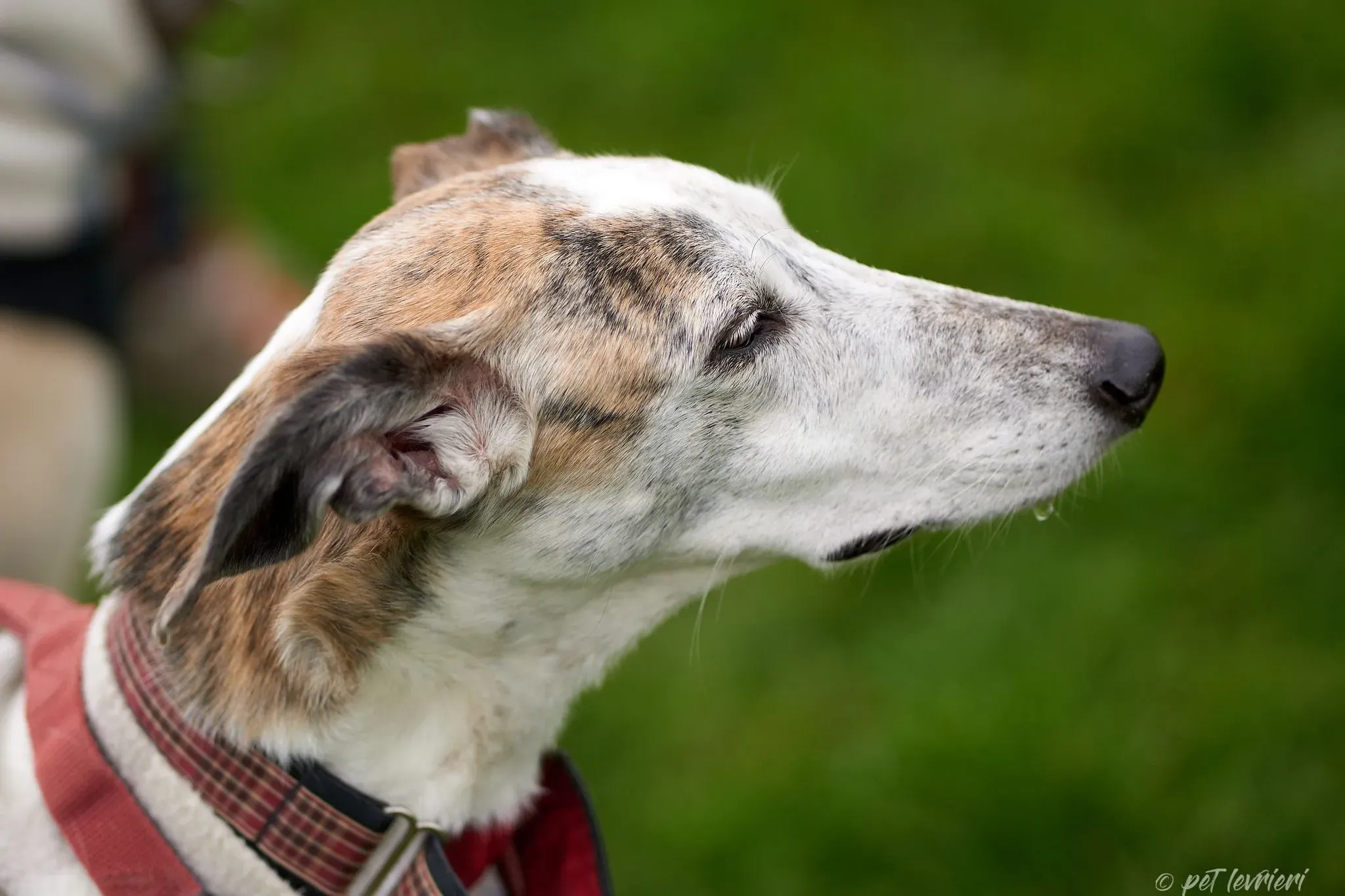 Betty Boop e Maya Sister galgo Adozione levrieri coppia foster 20