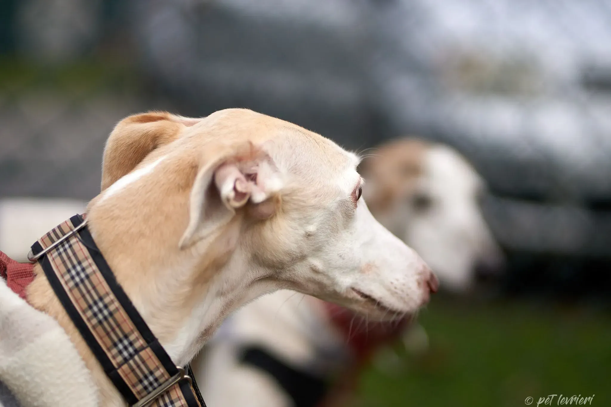 Betty Boop e Maya Sister galgo Adozione levrieri coppia foster 21