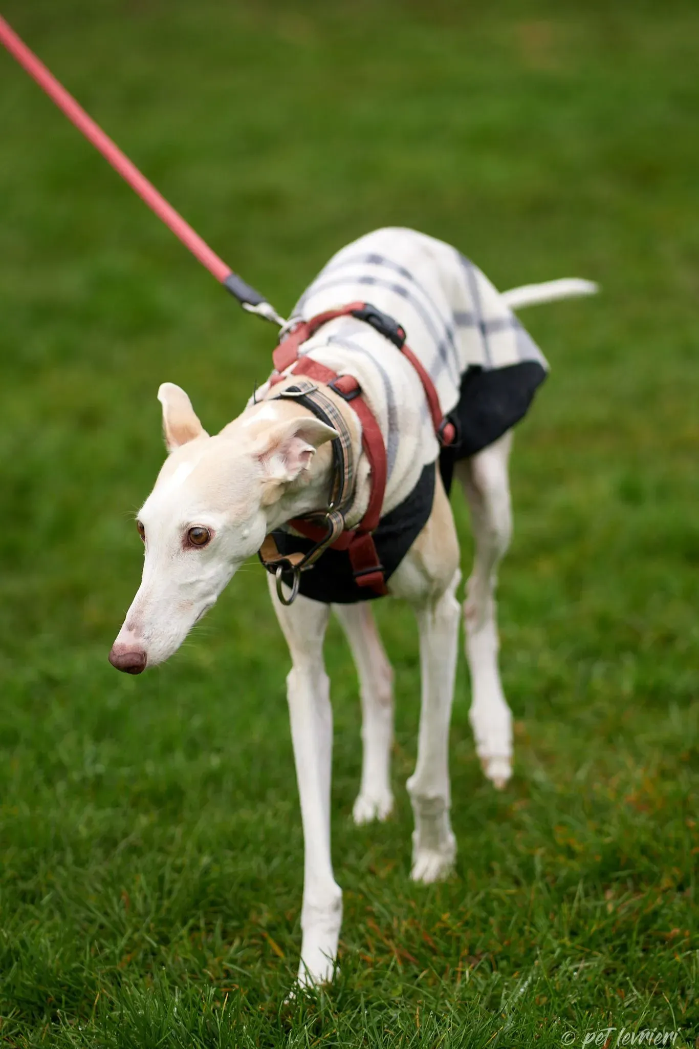 Betty Boop e Maya Sister galgo Adozione levrieri coppia foster 22