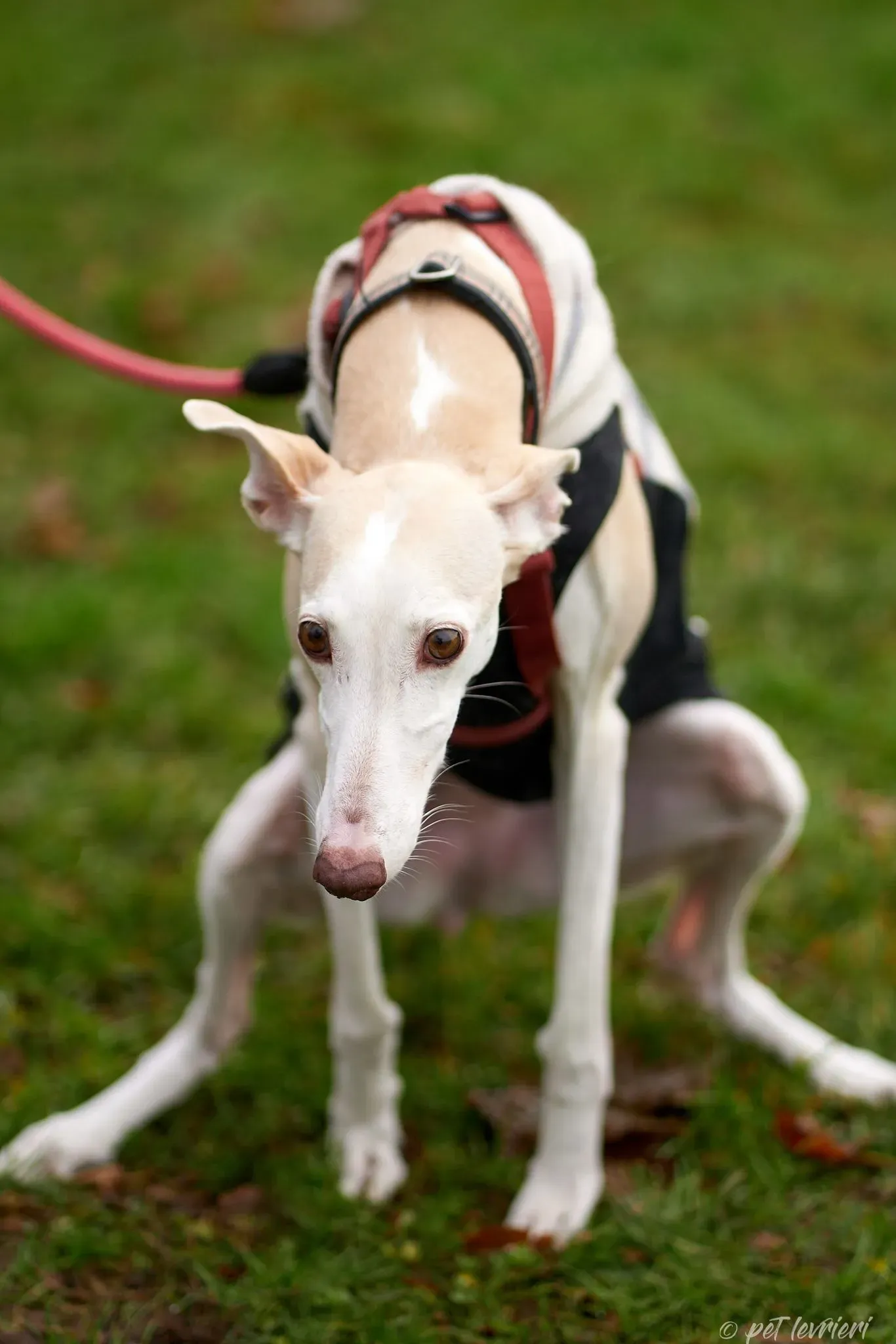 Betty Boop e Maya Sister galgo Adozione levrieri coppia foster 23
