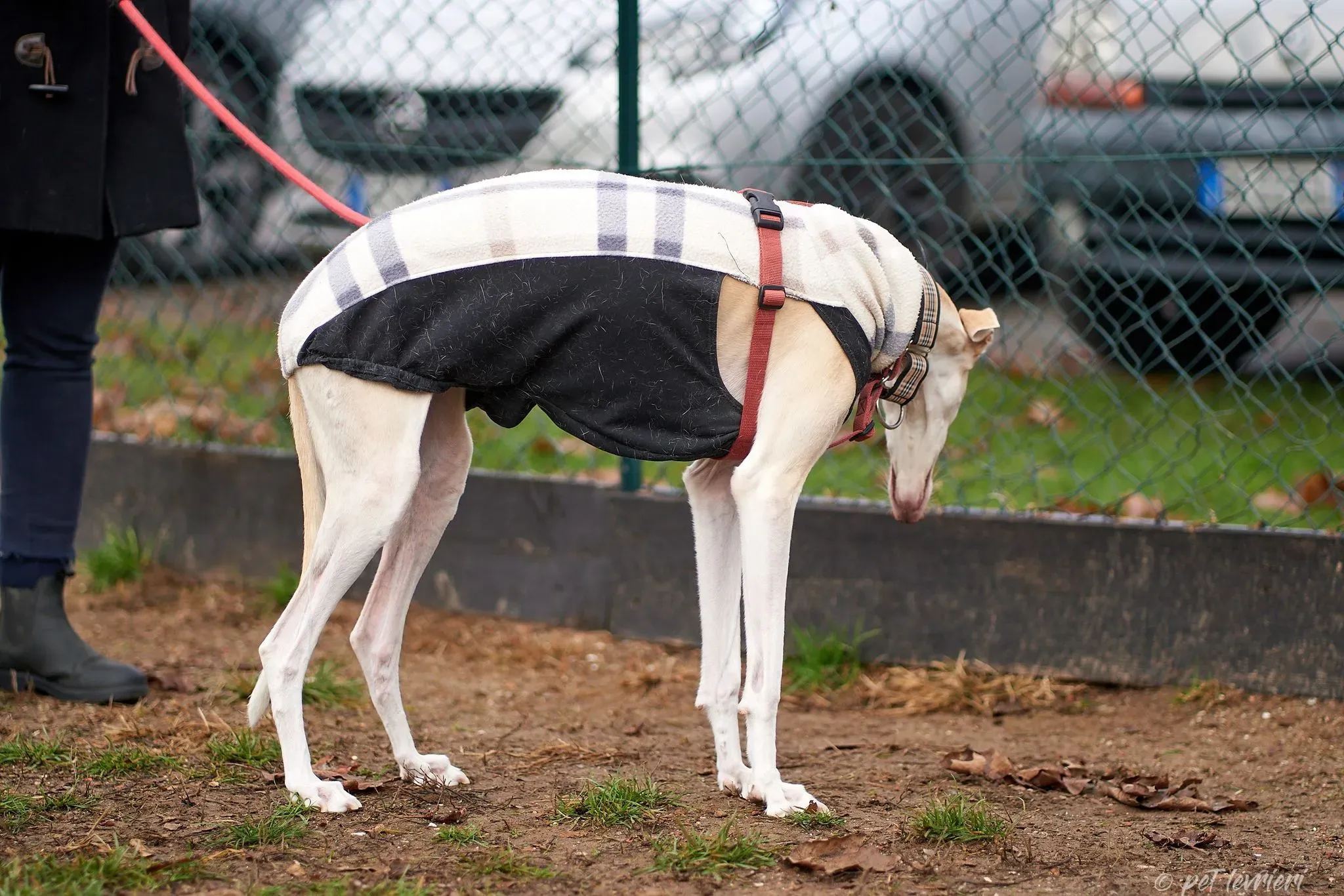 Betty Boop e Maya Sister galgo Adozione levrieri coppia foster 24