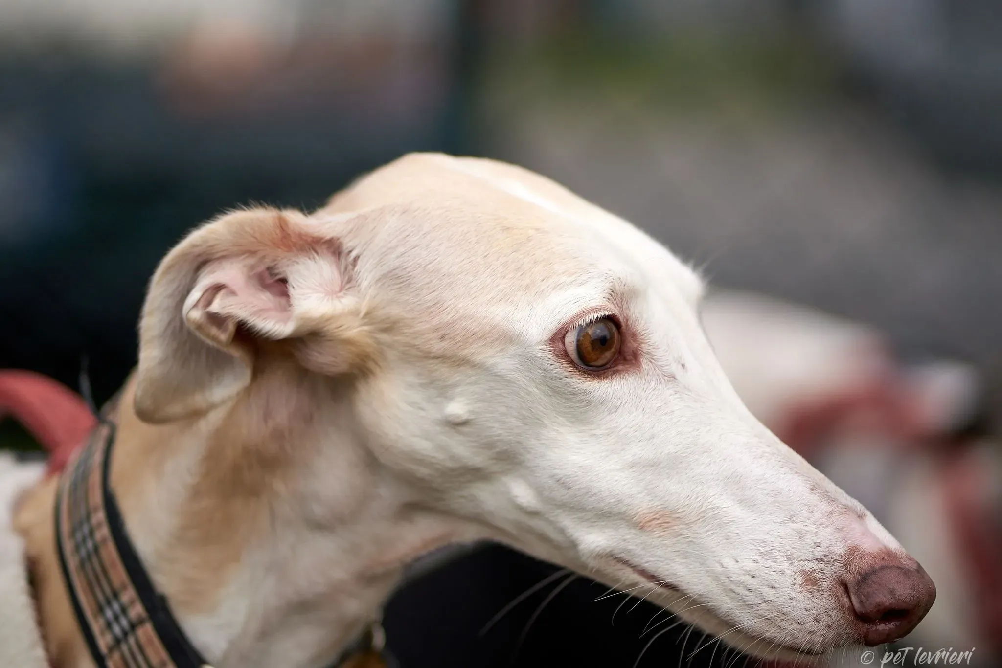 Betty Boop e Maya Sister galgo Adozione levrieri coppia foster 25