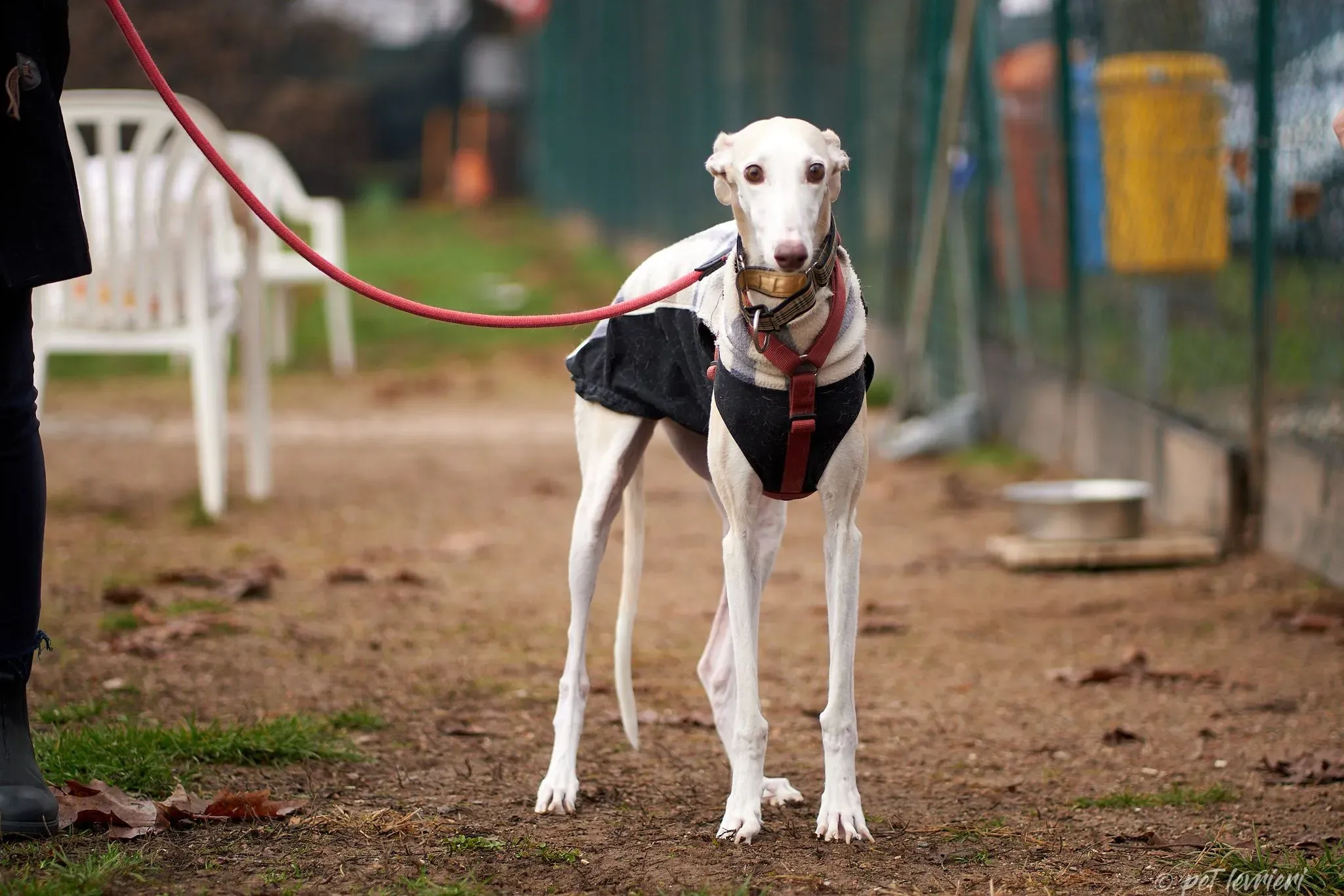 Betty Boop e Maya Sister galgo Adozione levrieri coppia foster 26