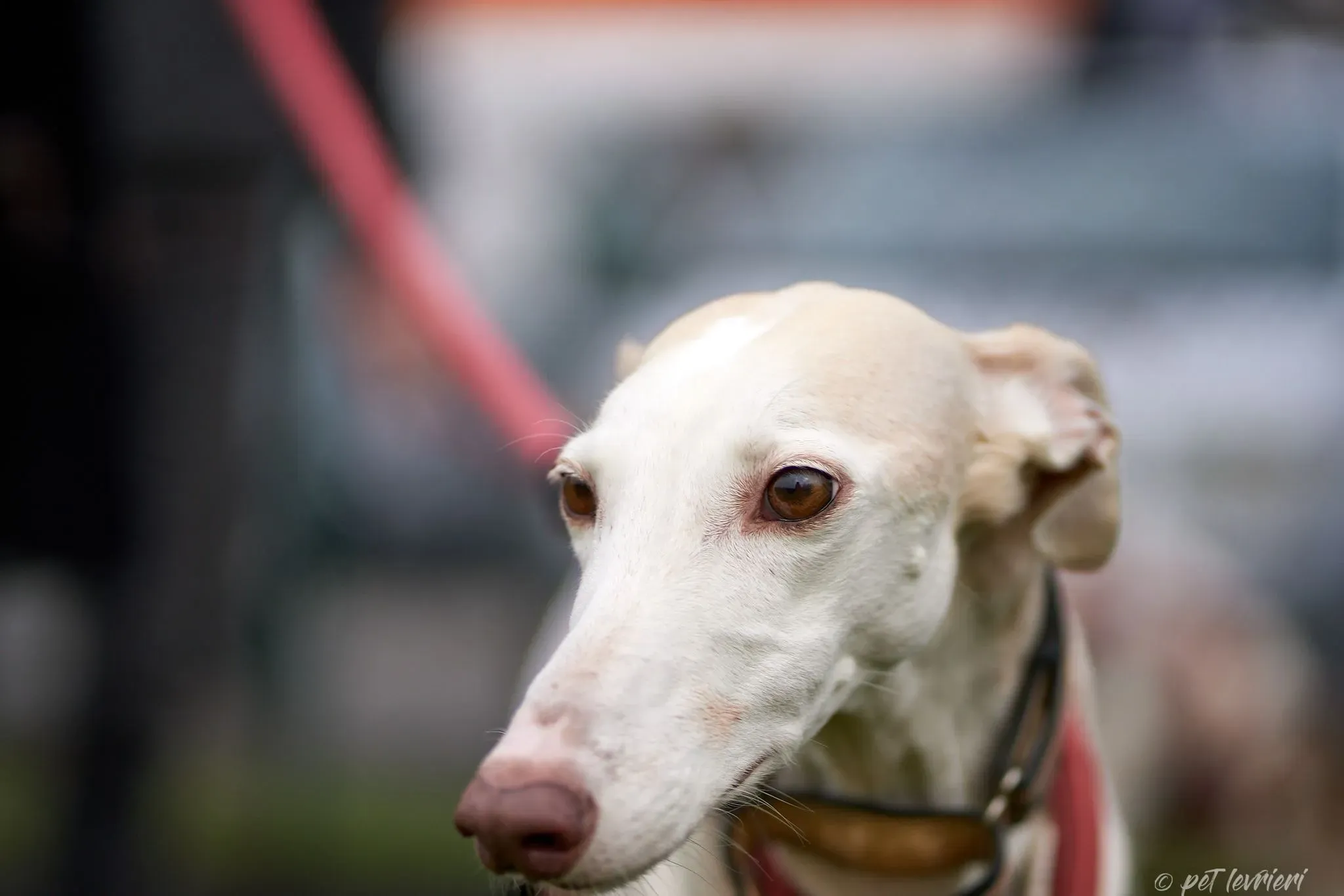 Betty Boop e Maya Sister galgo Adozione levrieri coppia foster 27