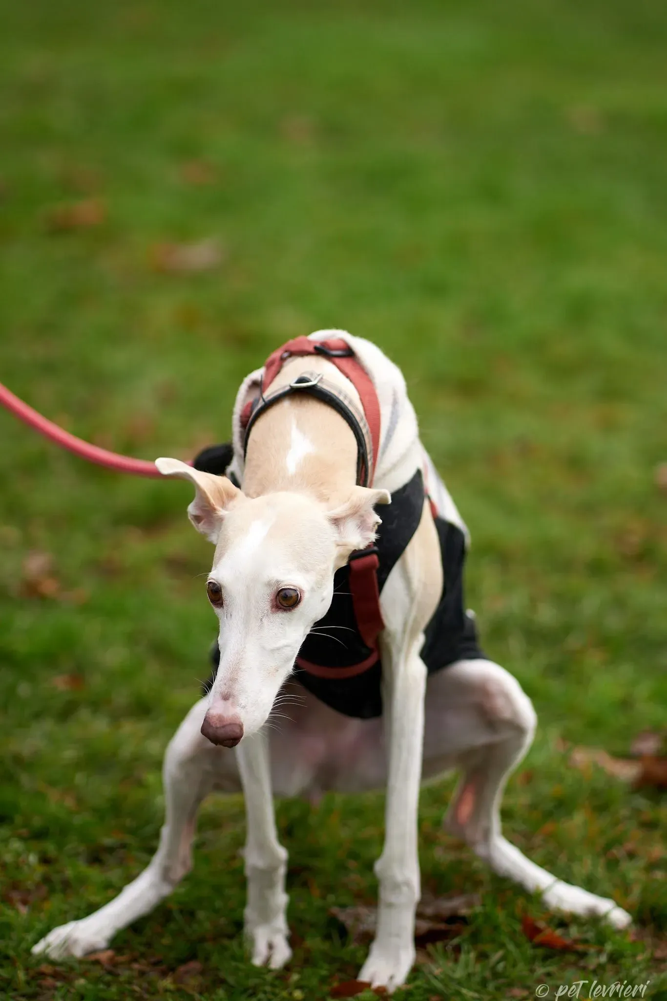 Betty Boop e Maya Sister galgo Adozione levrieri coppia foster 28