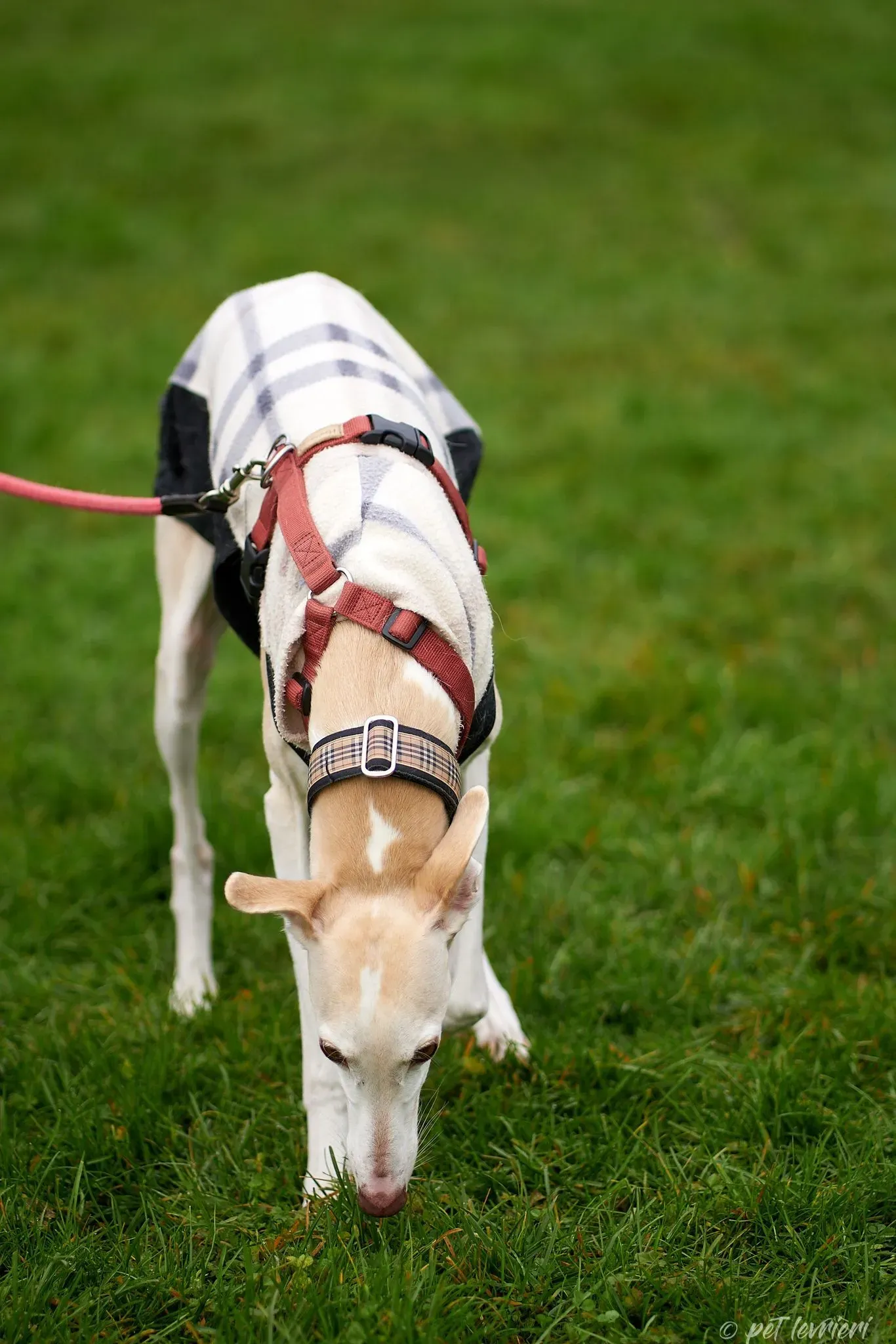 Betty Boop e Maya Sister galgo Adozione levrieri coppia foster 29