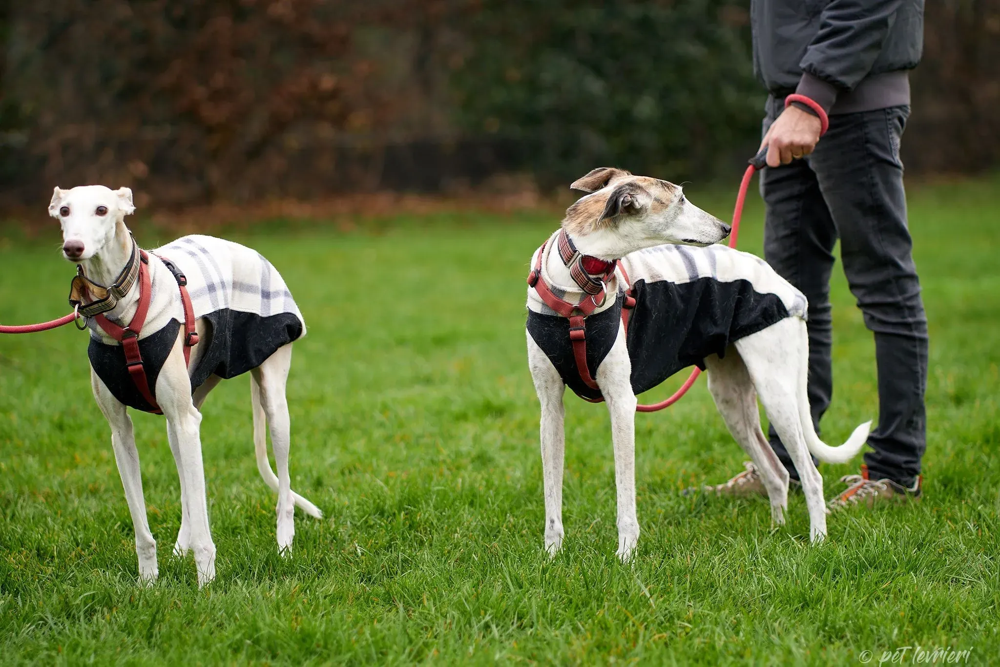 Betty Boop e Maya Sister galgo Adozione levrieri coppia foster 3
