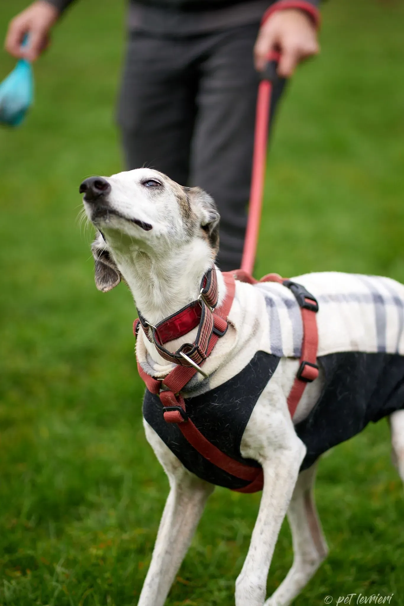 Betty Boop e Maya Sister galgo Adozione levrieri coppia foster 30
