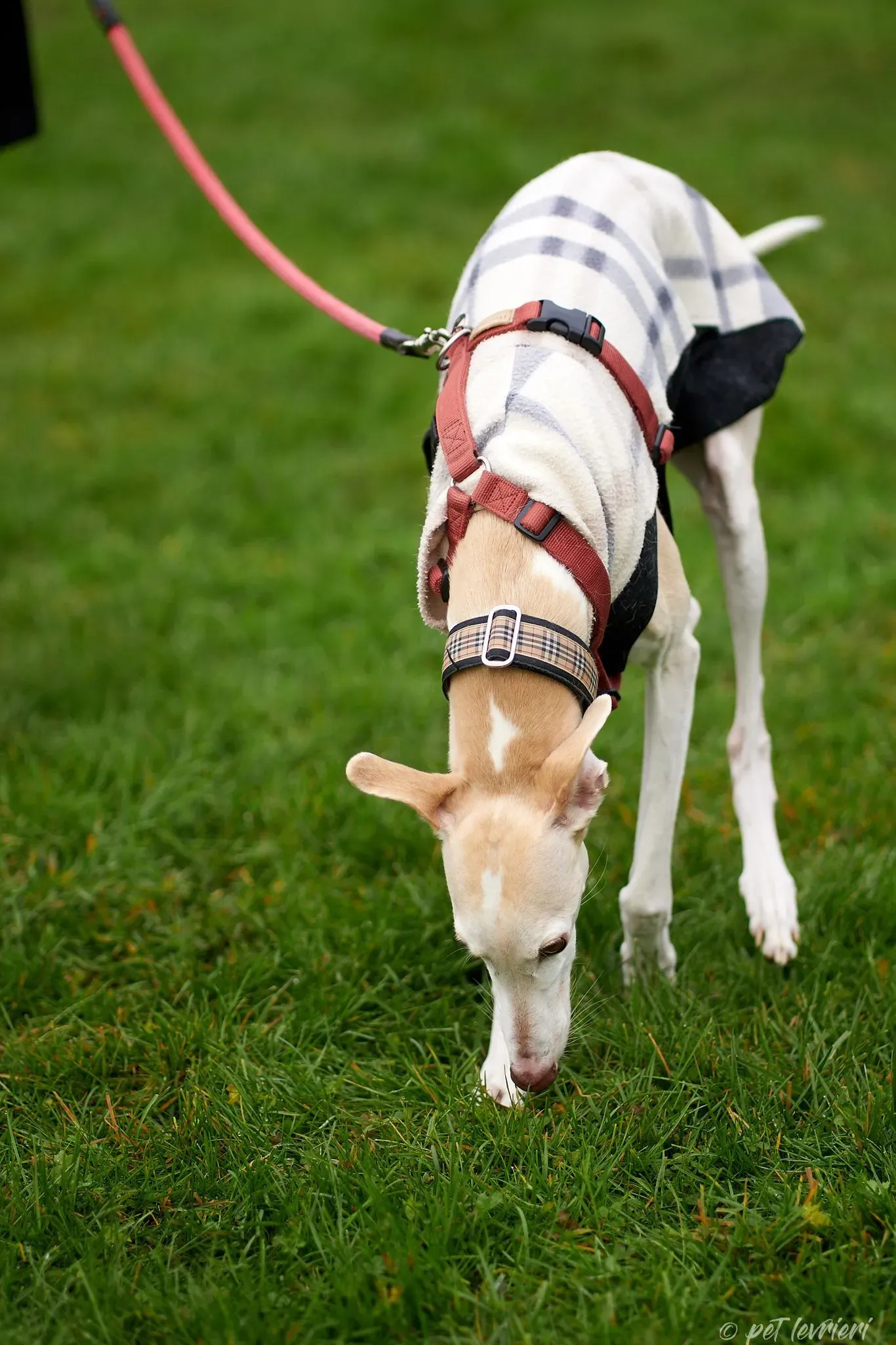 Betty Boop e Maya Sister galgo Adozione levrieri coppia foster 4