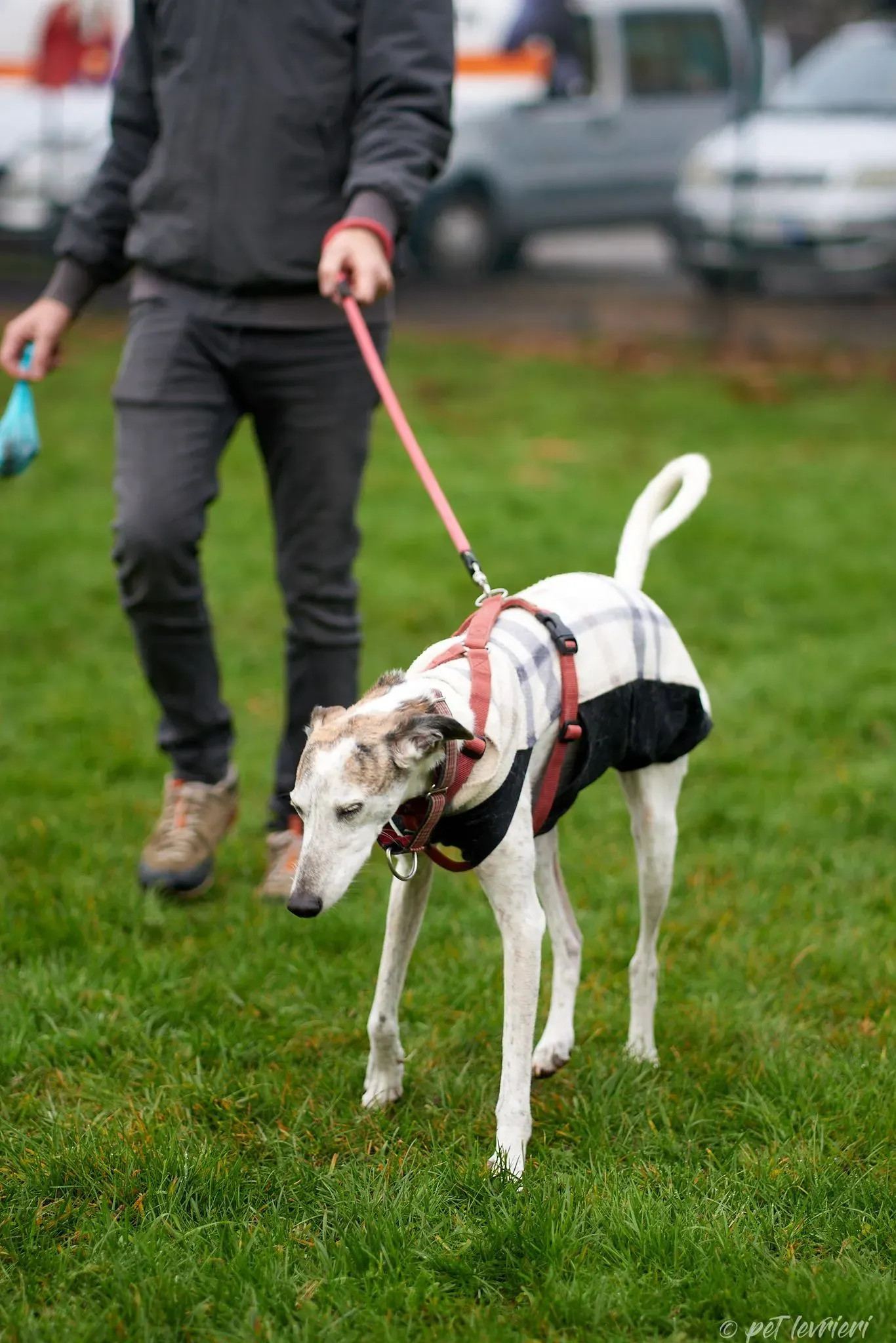 Betty Boop e Maya Sister galgo Adozione levrieri coppia foster 5