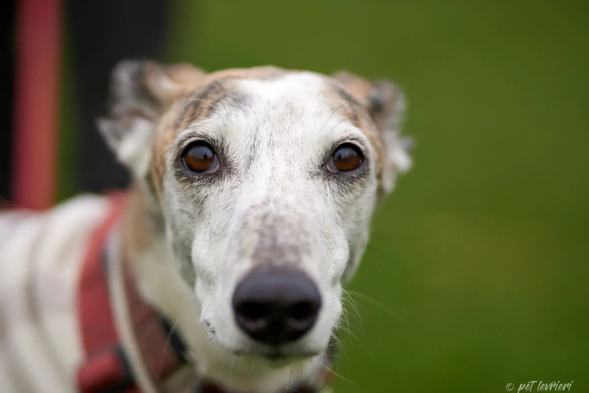 Betty Boop e Maya Sister galgo Adozione levrieri coppia foster 6
