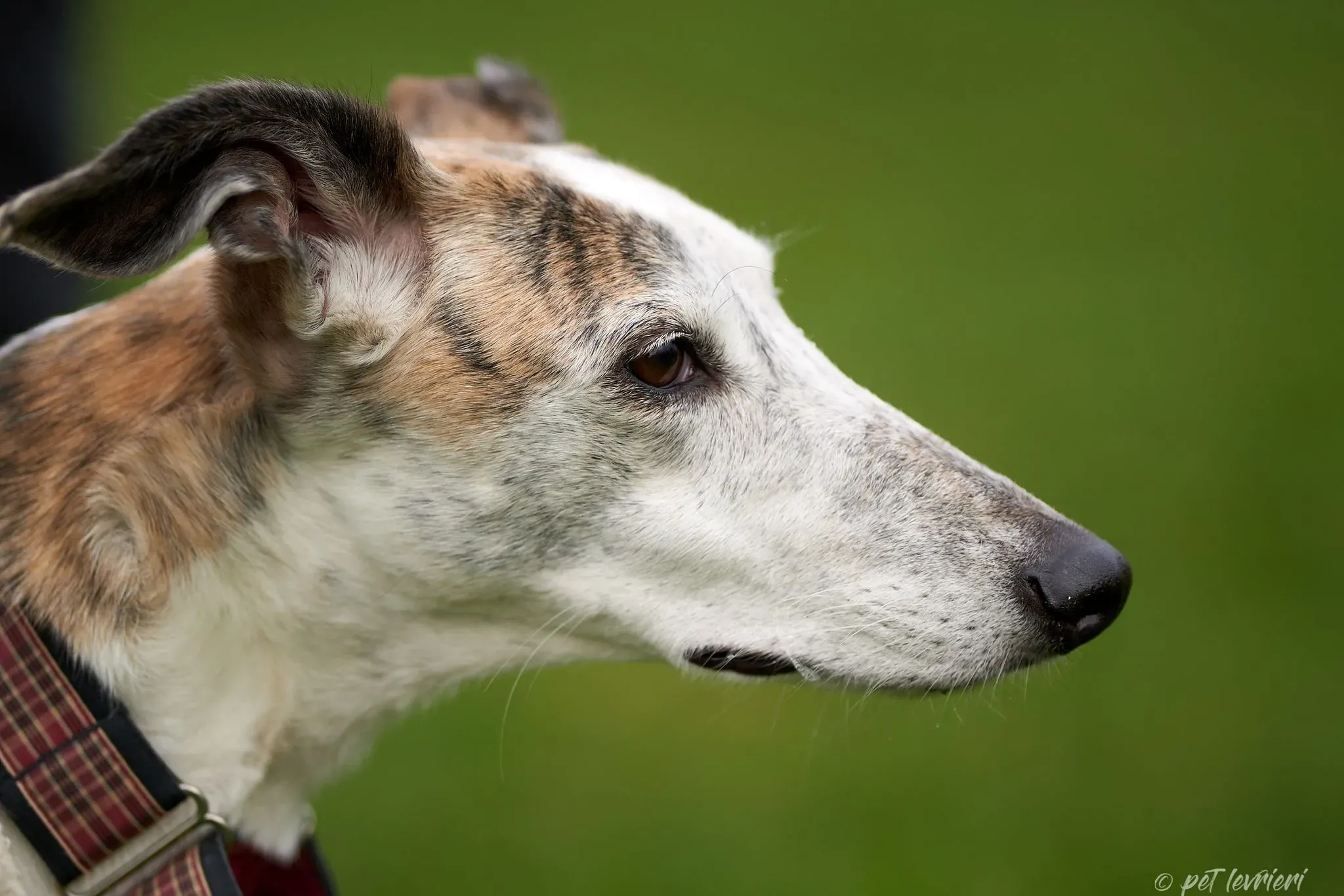 Betty Boop e Maya Sister galgo Adozione levrieri coppia foster 7