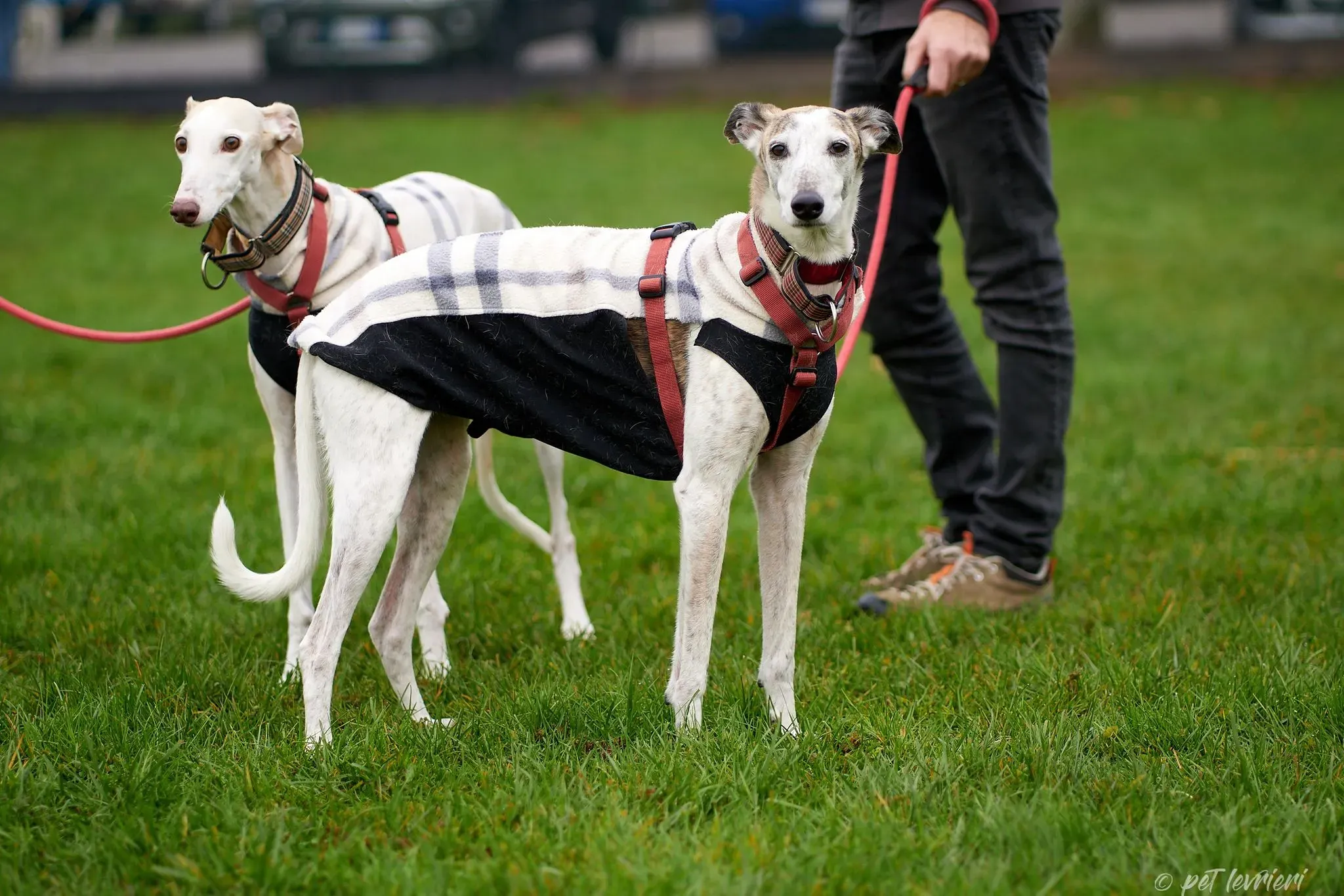 Betty Boop e Maya Sister galgo Adozione levrieri coppia foster 8