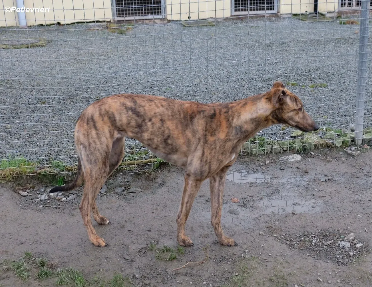 Betty adozione levrieri greyhound 1 1