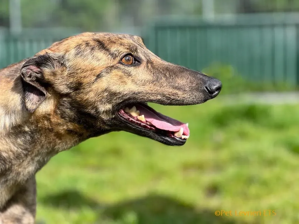 Betty adozione levrieri greyhound 10