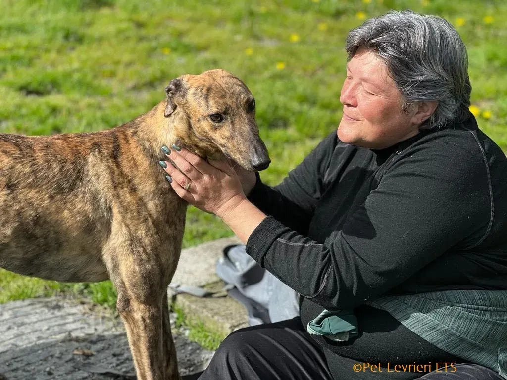 Betty adozione levrieri greyhound 11