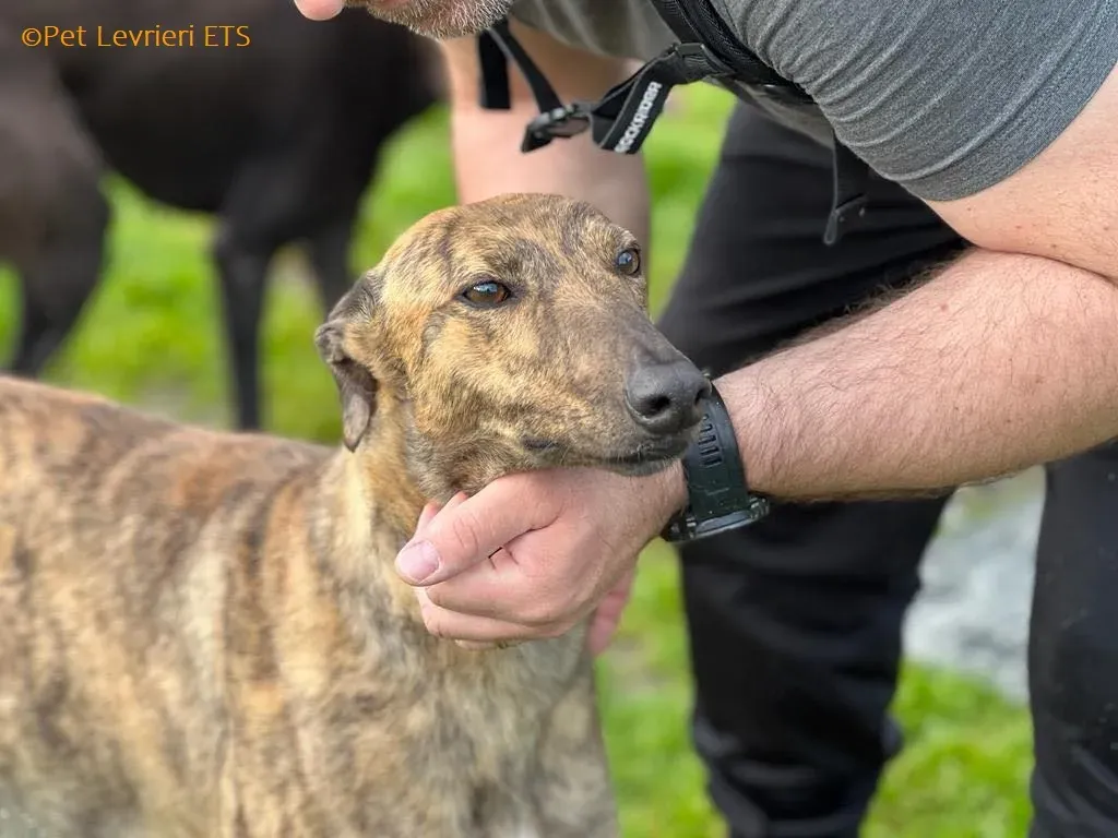 Betty adozione levrieri greyhound 12