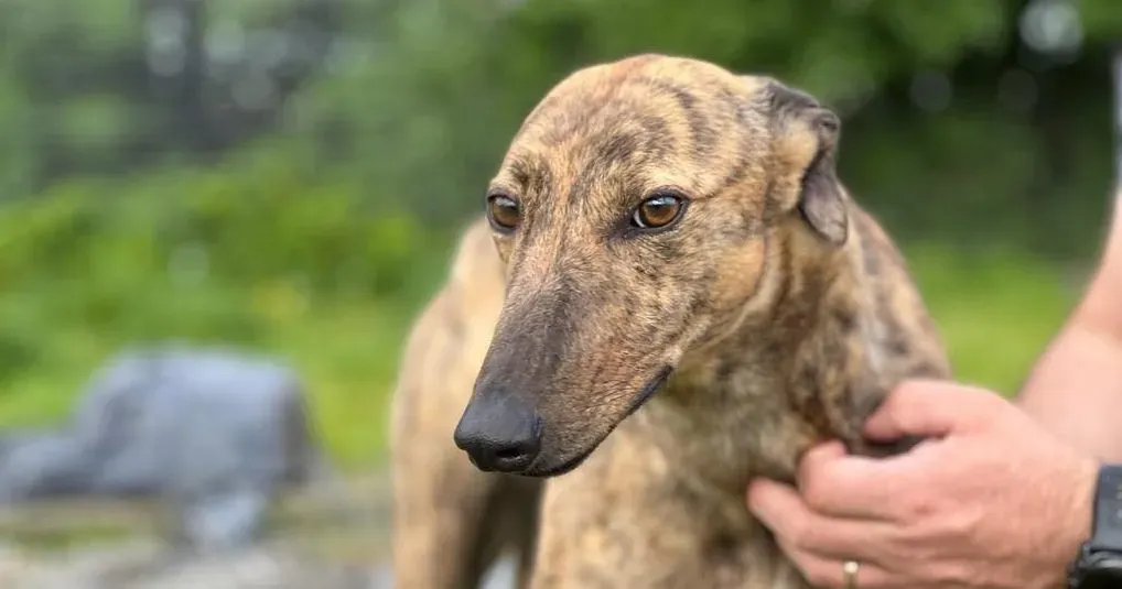 Betty adozione levrieri greyhound 13 e1683644637341