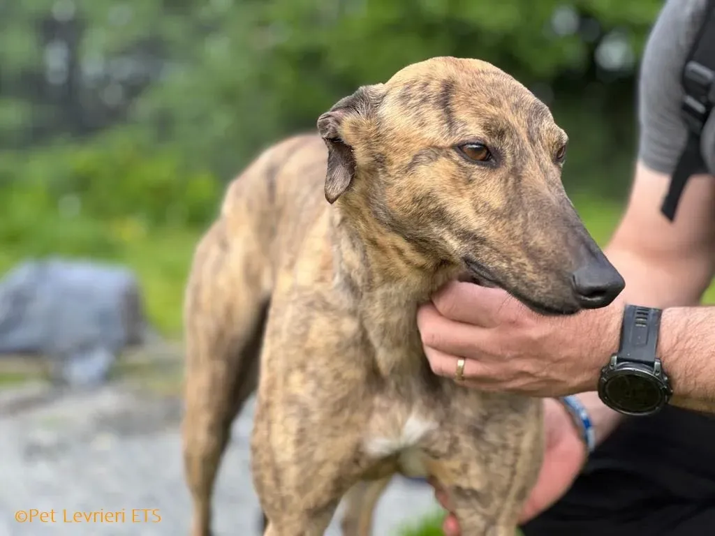 Betty adozione levrieri greyhound 14