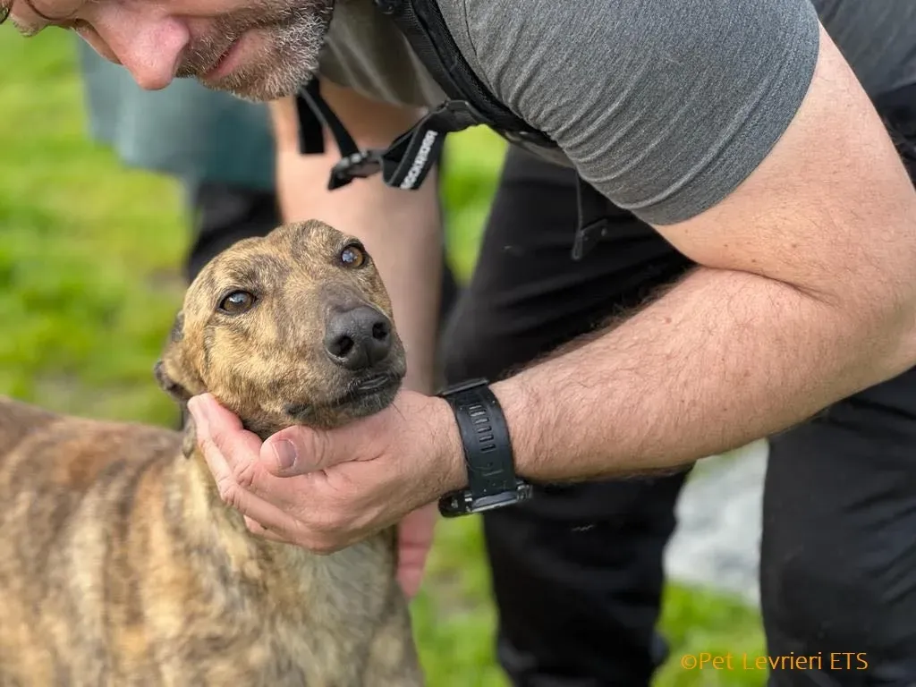 Betty adozione levrieri greyhound 15