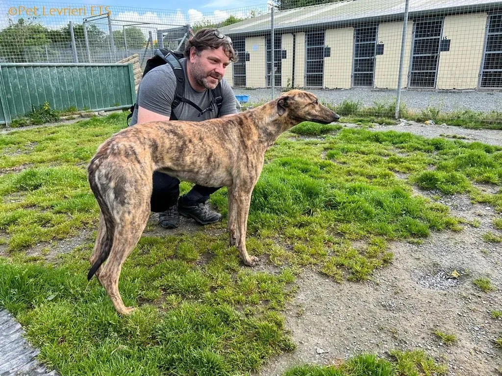 Betty adozione levrieri greyhound 16
