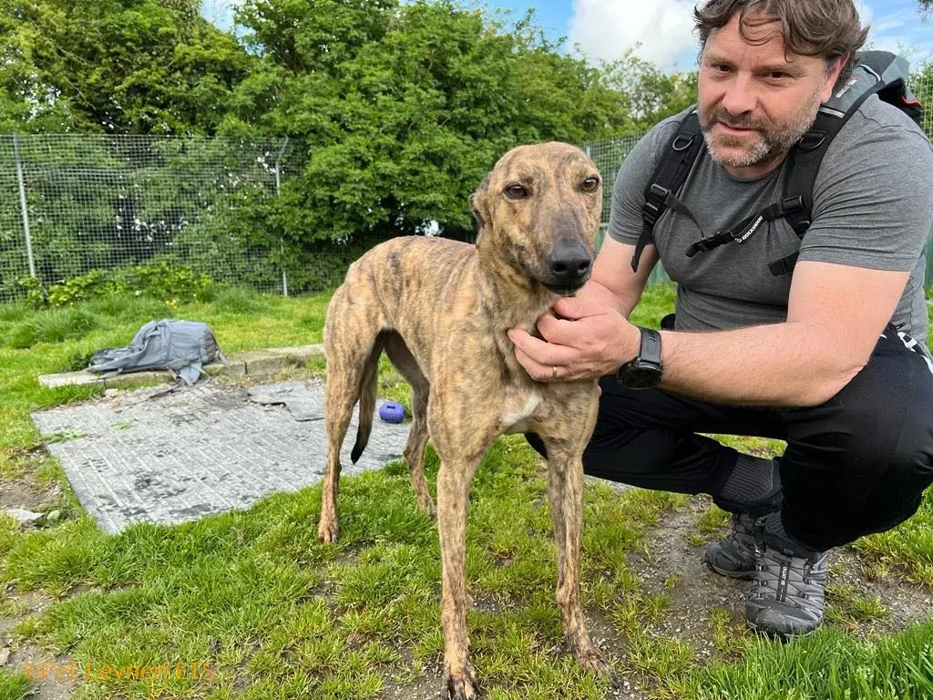 Betty adozione levrieri greyhound 17