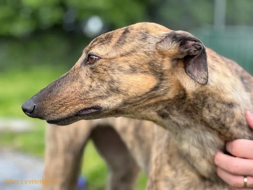 Betty adozione levrieri greyhound 18