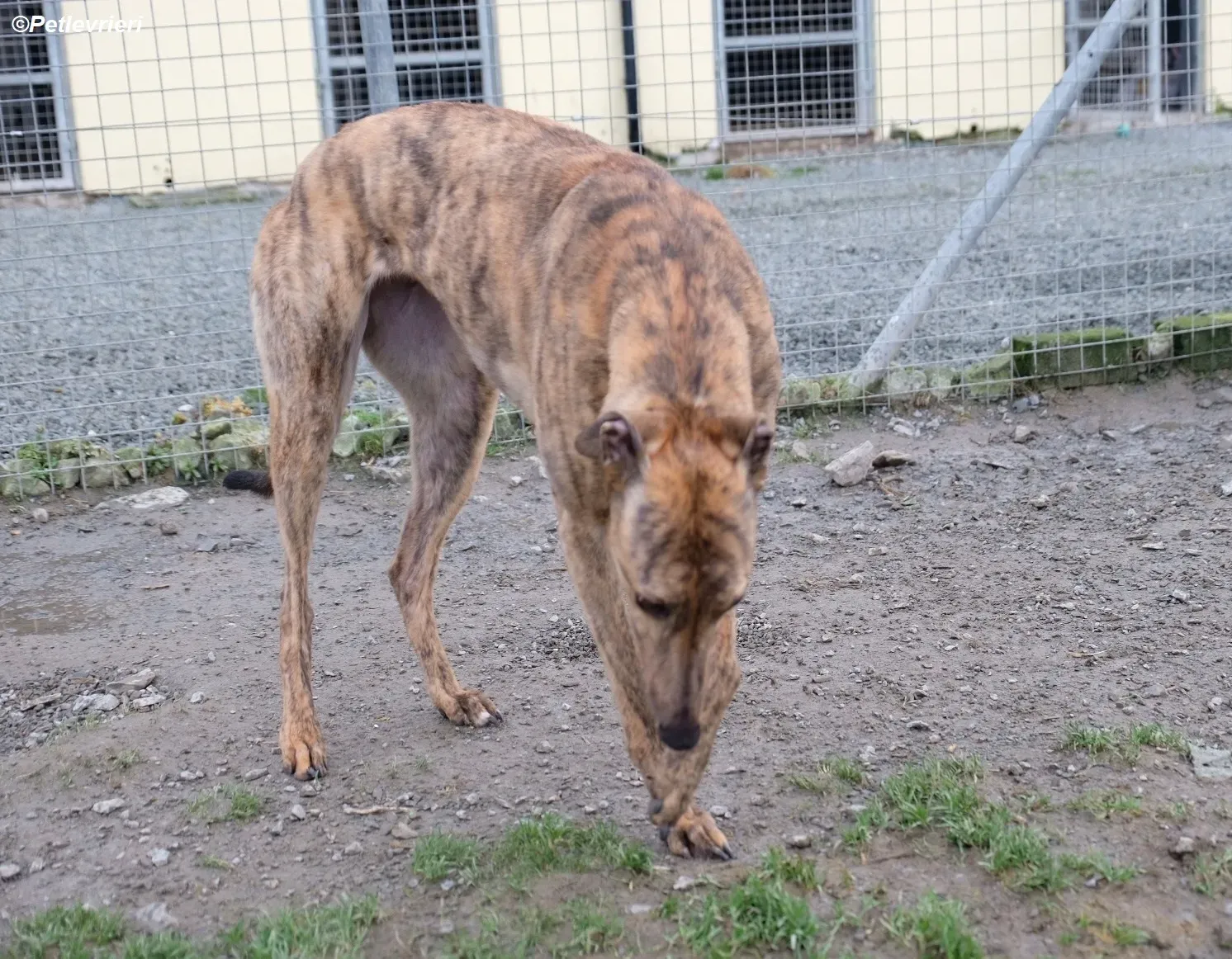 Betty adozione levrieri greyhound 2 2