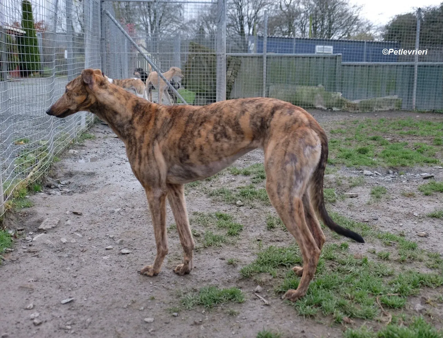Betty adozione levrieri greyhound 3 1