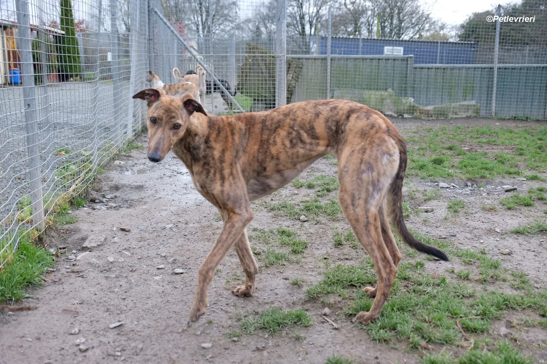 Betty adozione levrieri greyhound 4 1