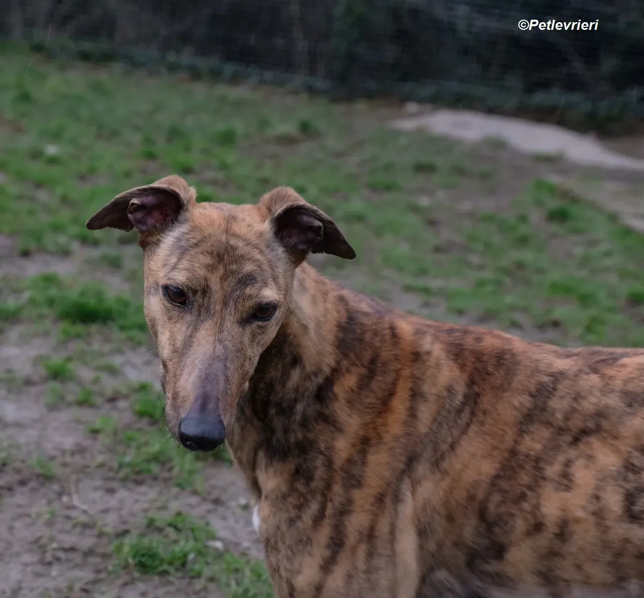 Betty adozione levrieri greyhound 5