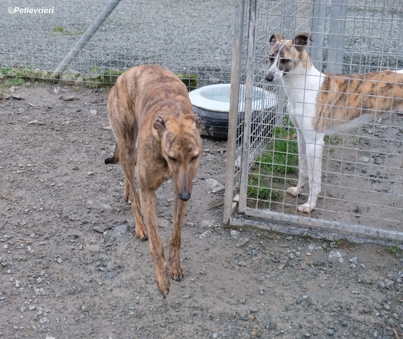 Betty adozione levrieri greyhound 6