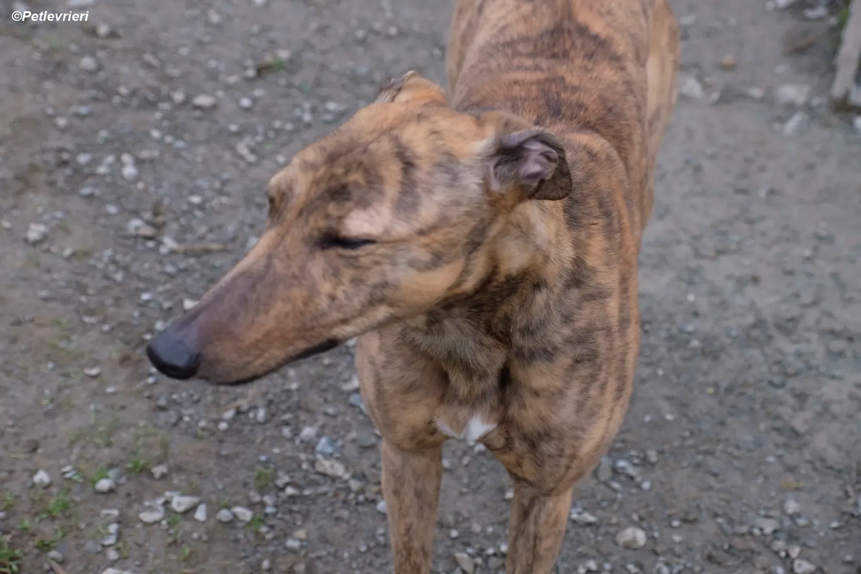 Betty adozione levrieri greyhound 7