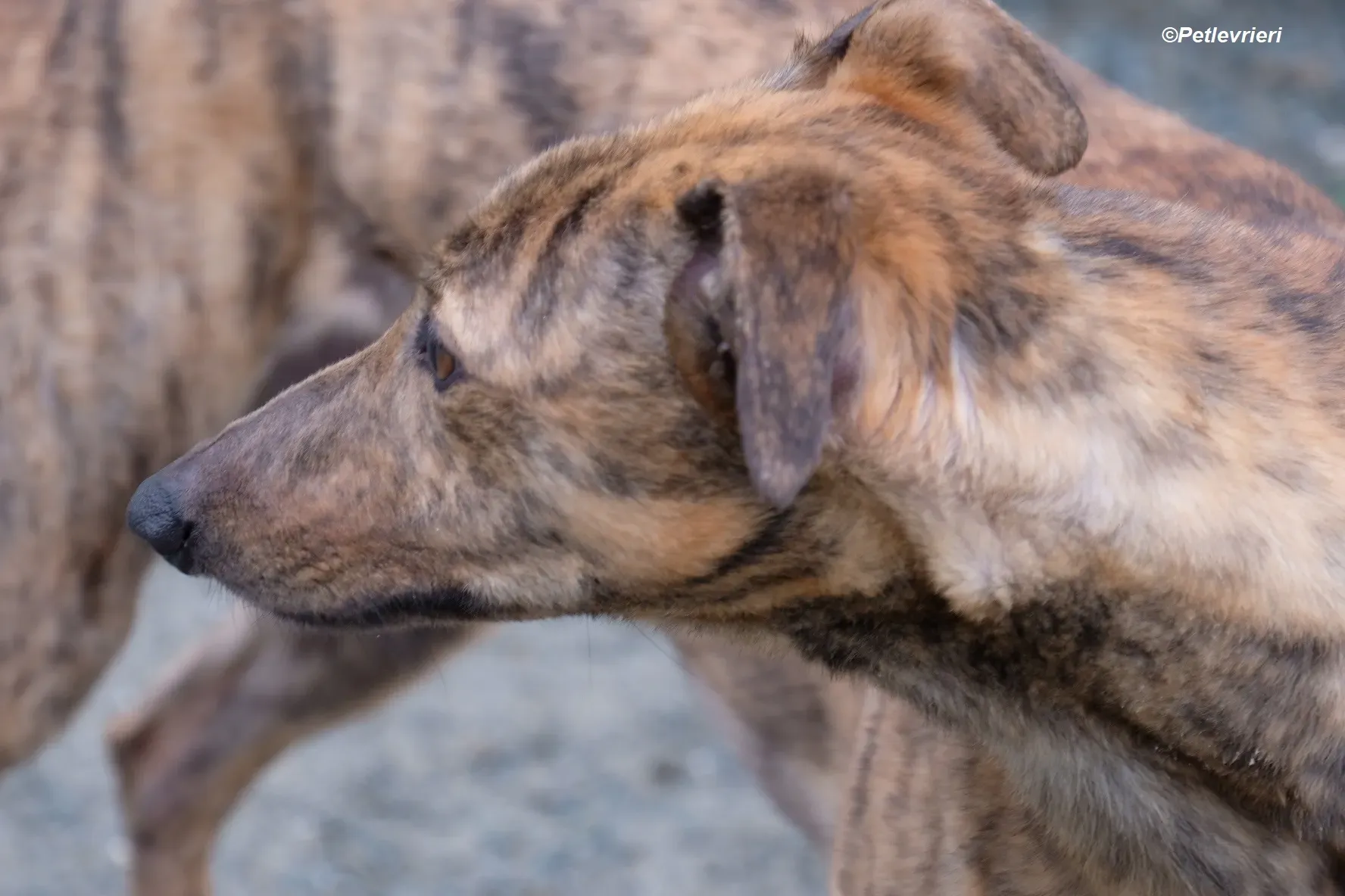 Betty adozione levrieri greyhound 8