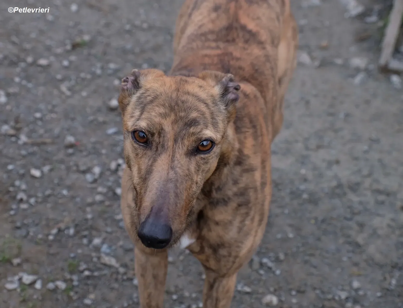 Betty adozione levrieri greyhound 9