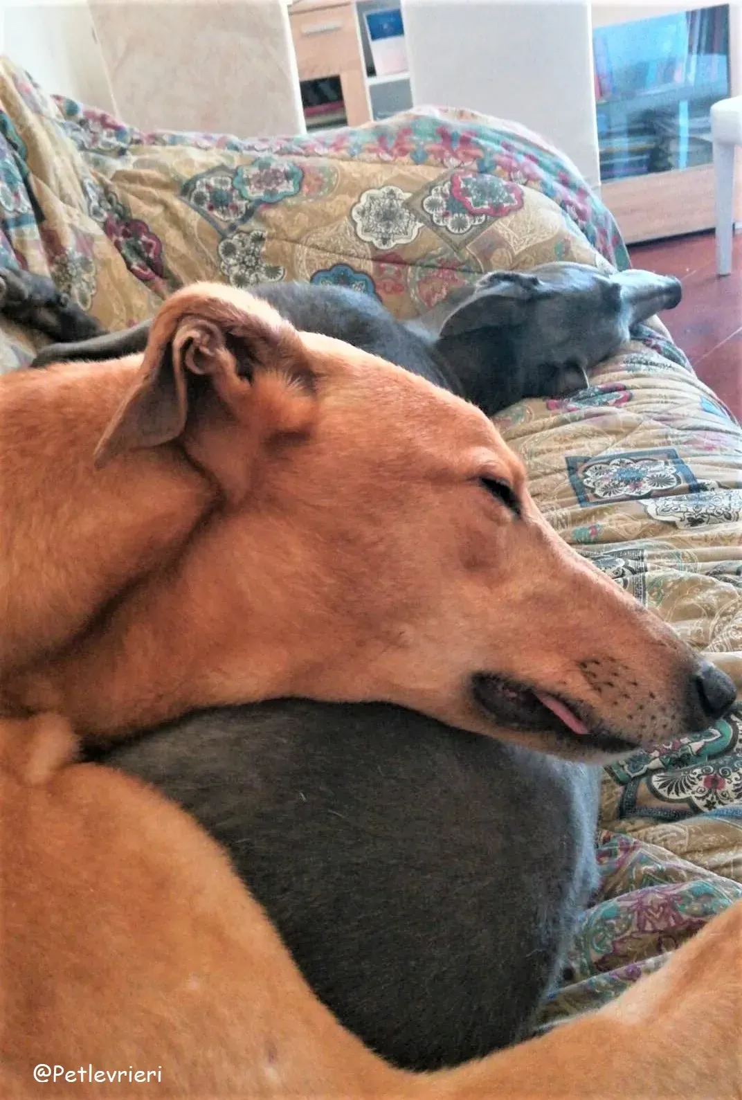 Bianchi adozione levrieri greyhound 20 2