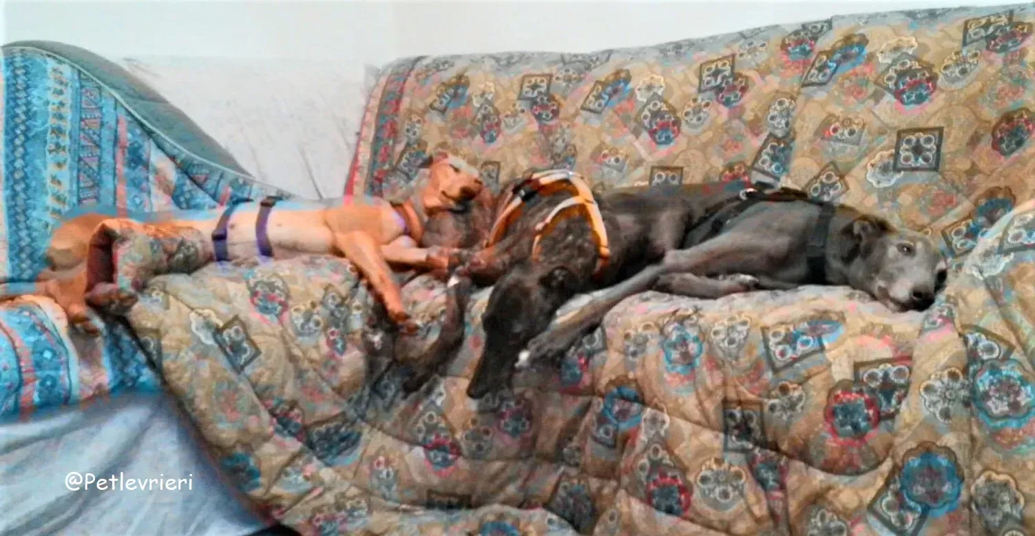 Bianchi adozione levrieri greyhound 21 2