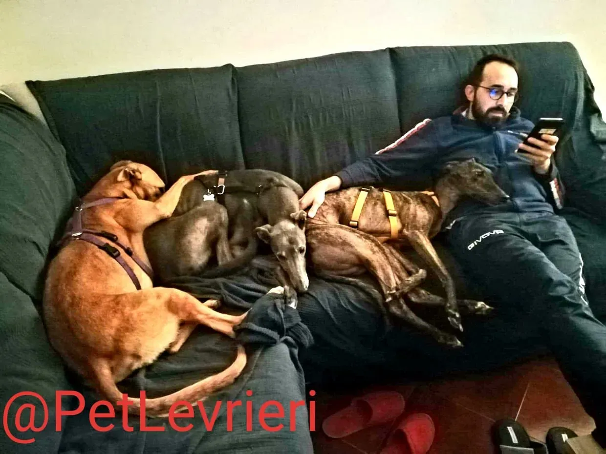 Bianchi adozione levrieri greyhound 21