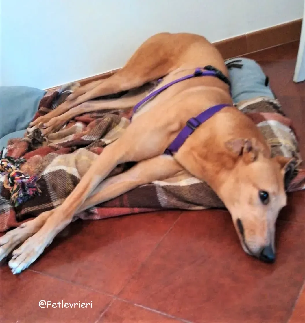 Bianchi adozione levrieri greyhound 22 2