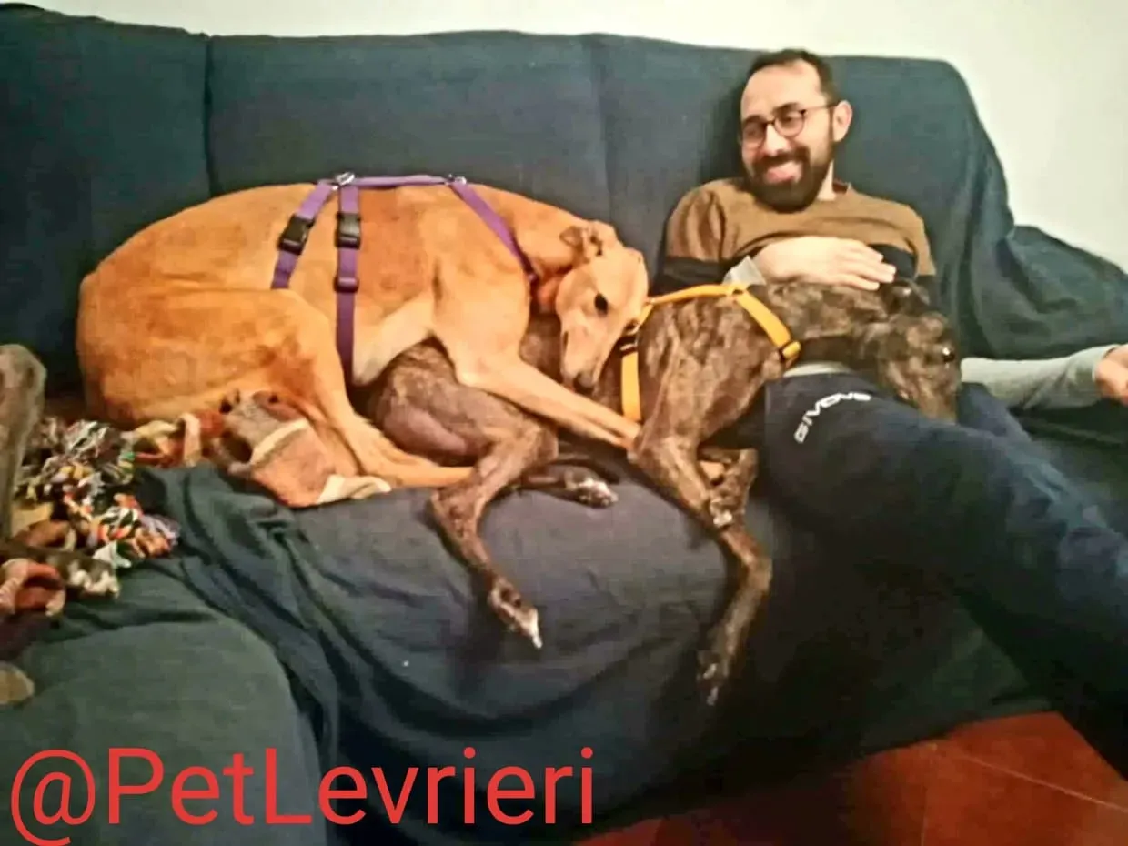 Bianchi adozione levrieri greyhound 22