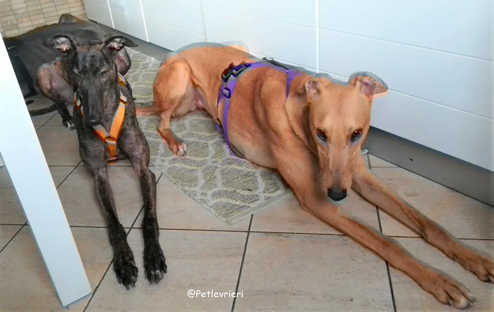 Bianchi adozione levrieri greyhound 23 2