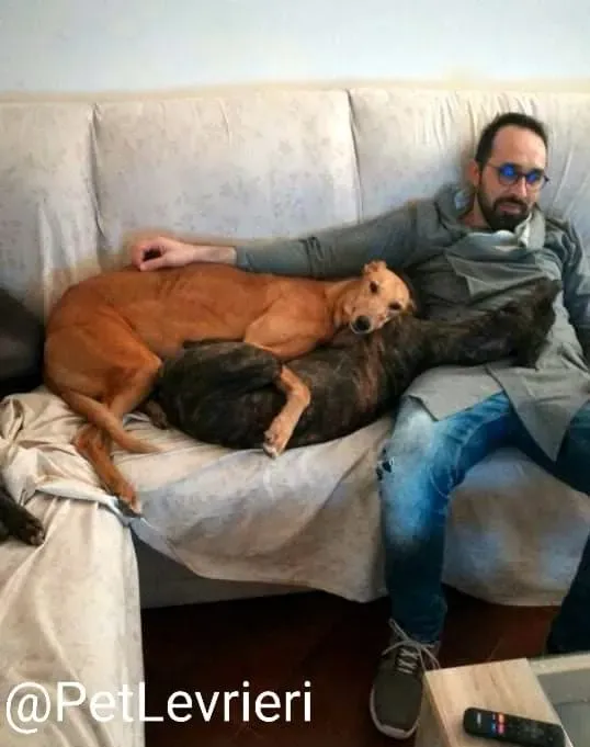 Bianchi adozione levrieri greyhound 23