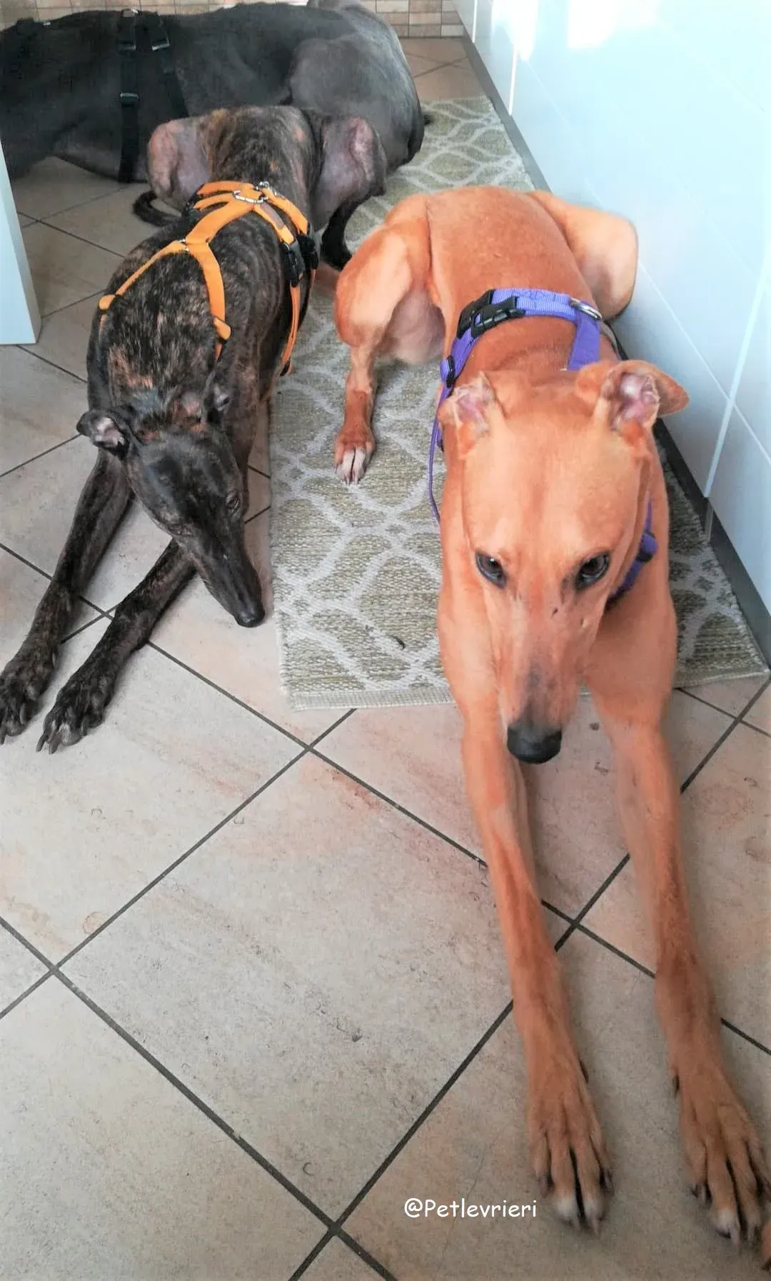 Bianchi adozione levrieri greyhound 24 2