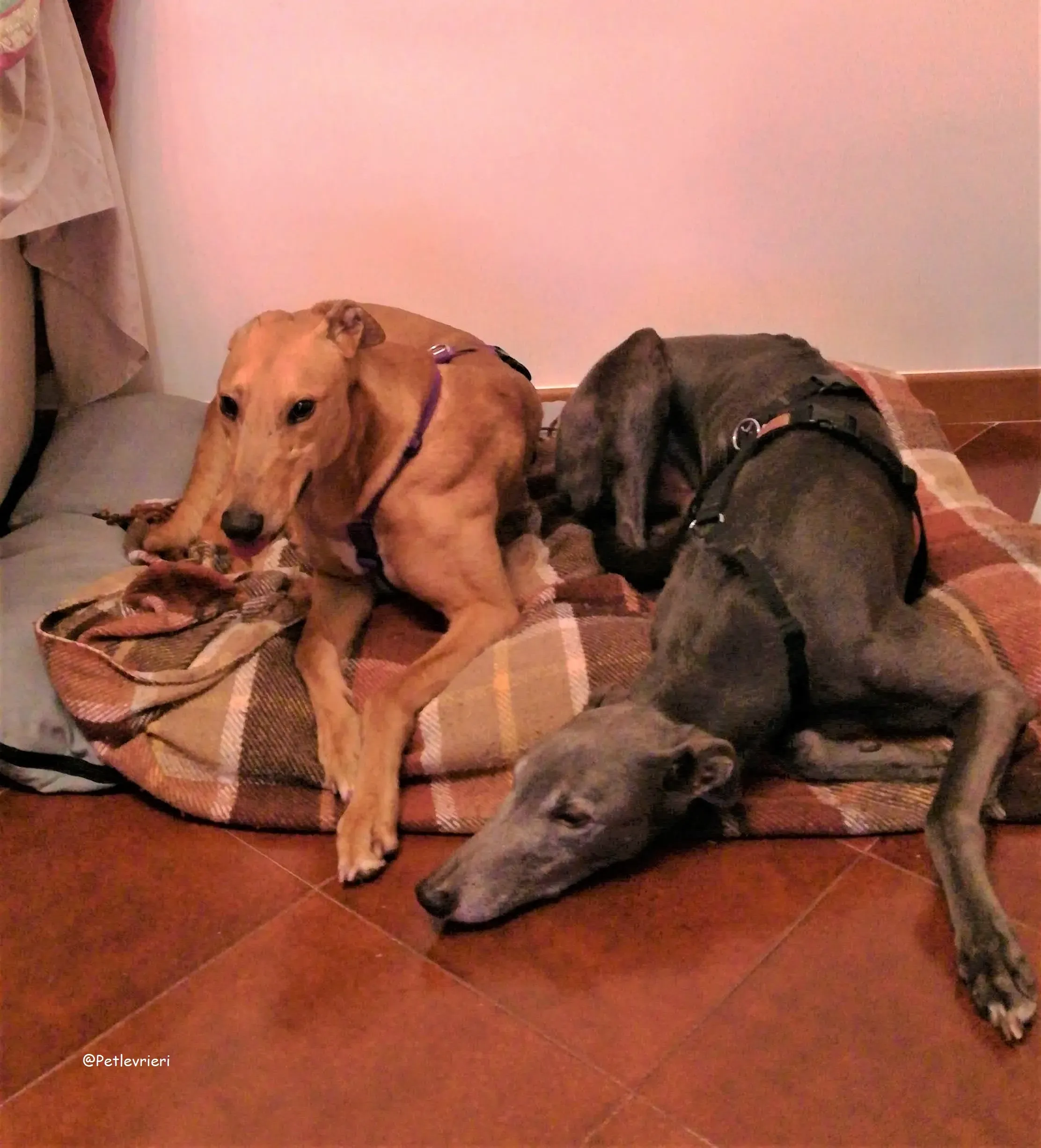 Bianchi adozione levrieri greyhound 25 2