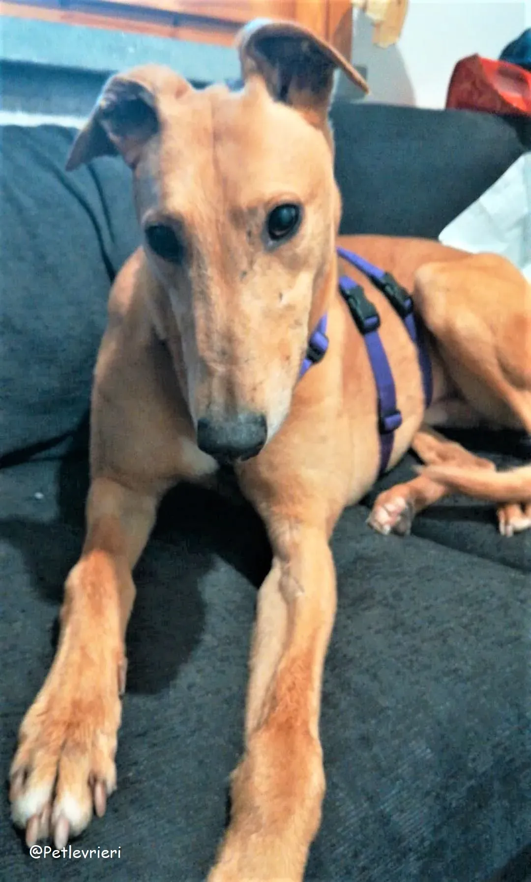 Bianchi adozione levrieri greyhound 26 2