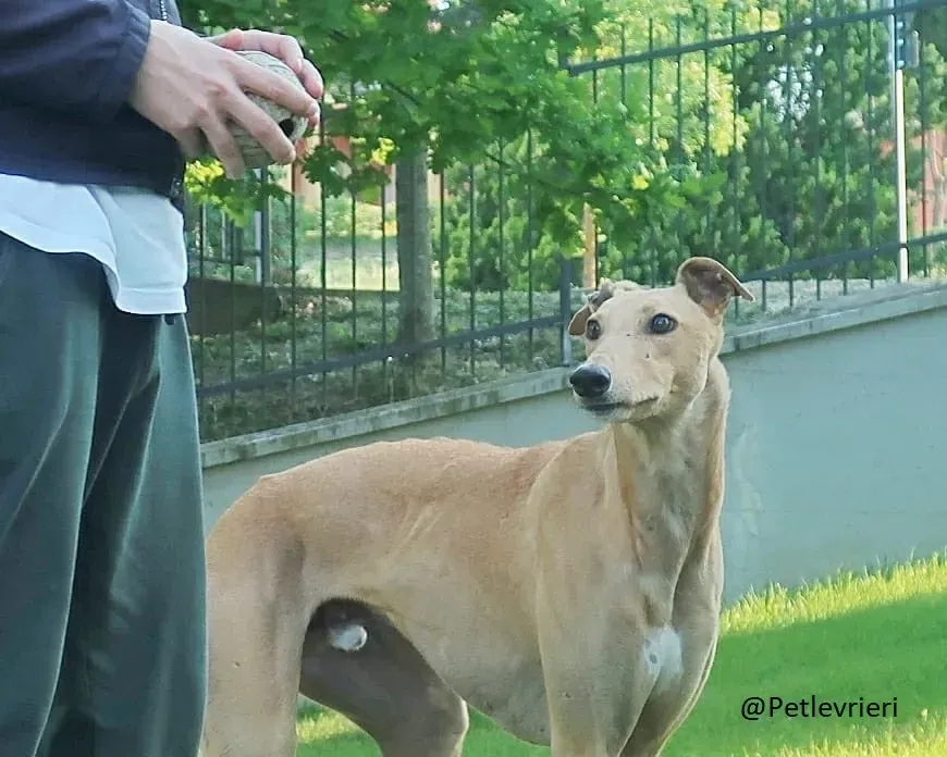 Bianchi greyhound adozione levrieri foster 1